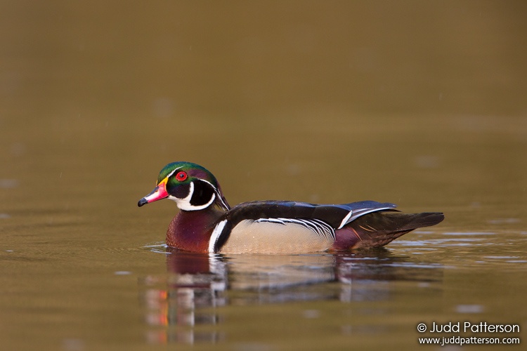 Wood Duck, Suffolk County, New York, United States